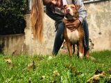 5 Aylık Pitbull