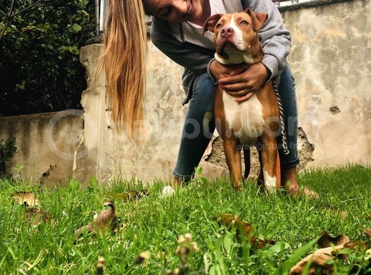 5 Aylık Pitbull görsel
