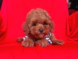 Red Brown Toy Poodle Yavrular