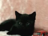 British Shorthair Yavrum