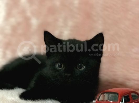 British Shorthair Yavrum