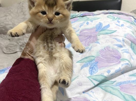 Anne Altından Sağlıklı Yavrular N25 görsel