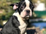Süper Anatomi Sahip Frenchbulldog Yavrumuz