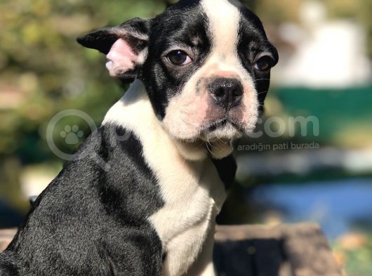 Süper Anatomi Sahip Frenchbulldog Yavrumuz görsel