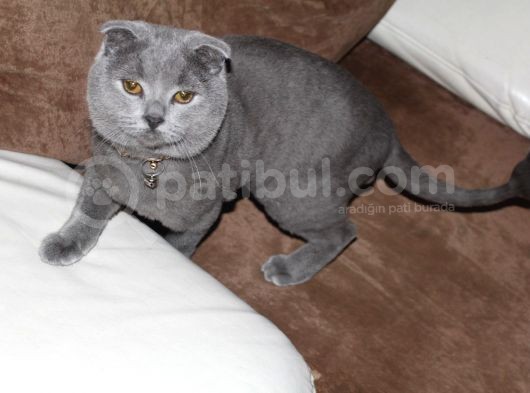 1 Yaşında Erkek Kısır Değil görsel