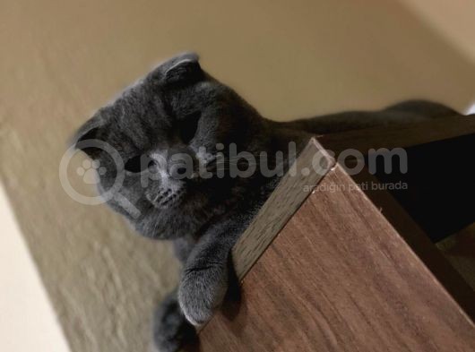 1 Yaşında Erkek Kısır Değil görsel