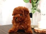 Çocuklarla Uyumlu Red Brown Toy Poodle Yavrularımız