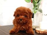 Çocuklarla Uyumlu Red Brown Toy Poodle Yavrularımız