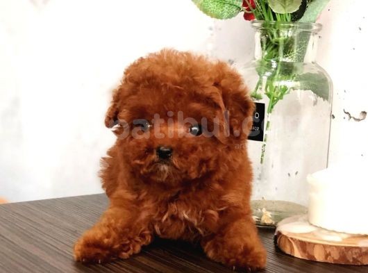 Çocuklarla Uyumlu Red Brown Toy Poodle Yavrularımız görsel
