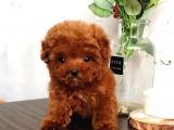 Çocuklarla Uyumlu Red Brown Toy Poodle Yavrularımız