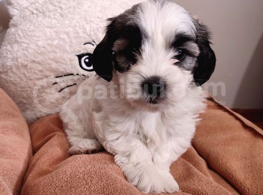 Sıfır Numara Maltes Terrier görsel