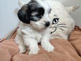 Sıfır Numara Maltes Terrier