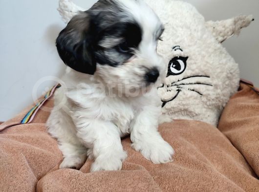 Sıfır Numara Maltes Terrier görsel