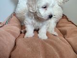 Sıfır Numara Maltes Terrier