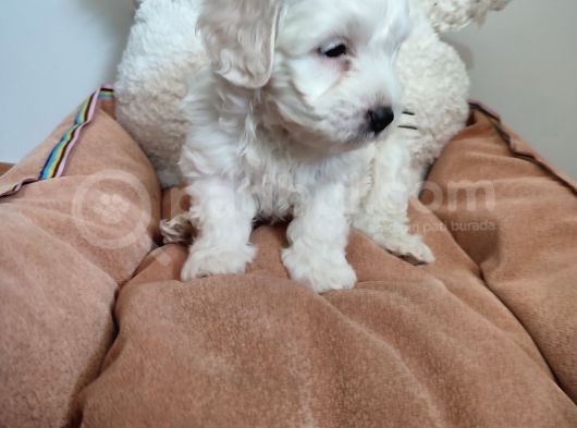 Sıfır Numara Maltes Terrier görsel