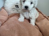 Sıfır Numara Maltes Terrier