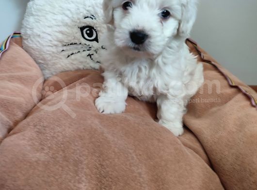 Sıfır Numara Maltes Terrier görsel