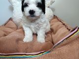 Sıfır Numara Maltes Terrier