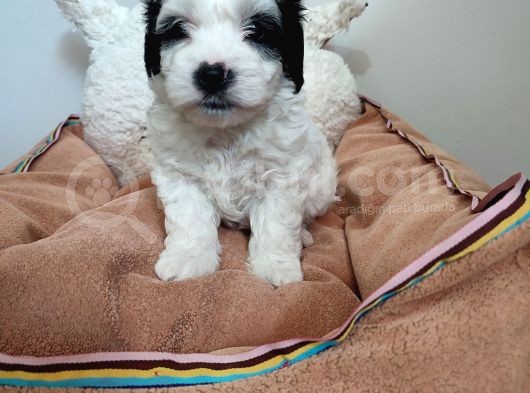 Sıfır Numara Maltes Terrier