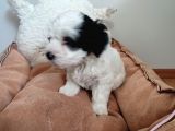 Sıfır Numara Maltes Terrier