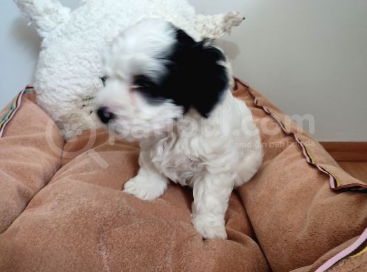 Sıfır Numara Maltes Terrier görsel