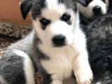 A Kalite Safkan Huskyler Yavrular, Anne Baba Resimli
