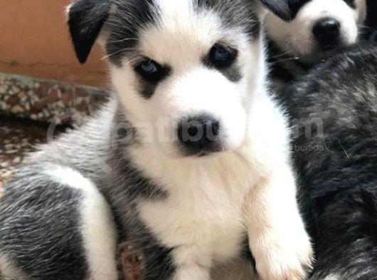 A Kalite Safkan Huskyler Yavrular, Anne Baba Resimli görsel