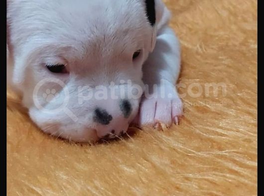 Soyu Ve Irkinin En Iyisi Dogo Argentino Yavrularimiz görsel