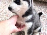 A Kalite Safkan Huskyler Yavrular, Anne Baba Resimli