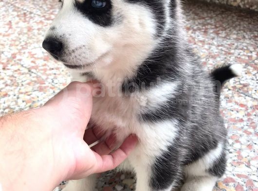 A Kalite Safkan Huskyler Yavrular, Anne Baba Resimli görsel