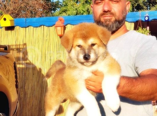 Japon Aki̇ta Yavrusu görsel