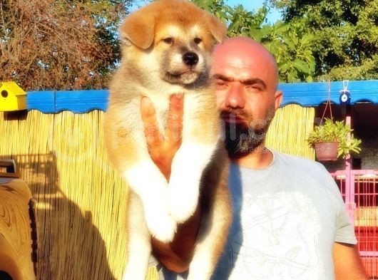 Japon Aki̇ta Yavrusu görsel