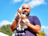 Cavalier King Charles Yavrusu