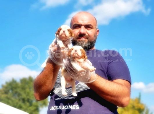 Cavalier King Charles Yavrusu