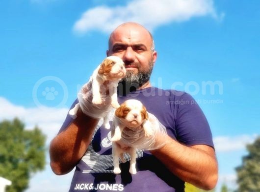 Cavalier King Charles Yavrusu görsel