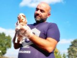 Cavalier King Charles Yavrusu