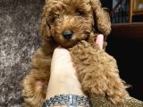 Toy Poodle