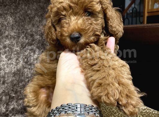 Toy Poodle görsel