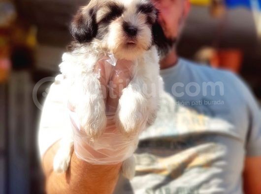 Shi̇h Tzu Yavrusu görsel
