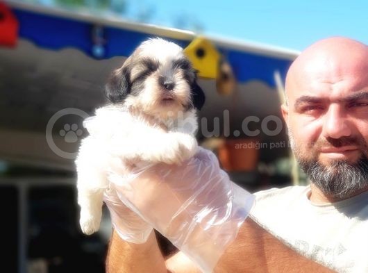 Shi̇h Tzu Yavrusu görsel