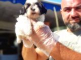 Shi̇h Tzu Yavrusu