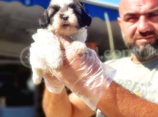 Shi̇h Tzu Yavrusu