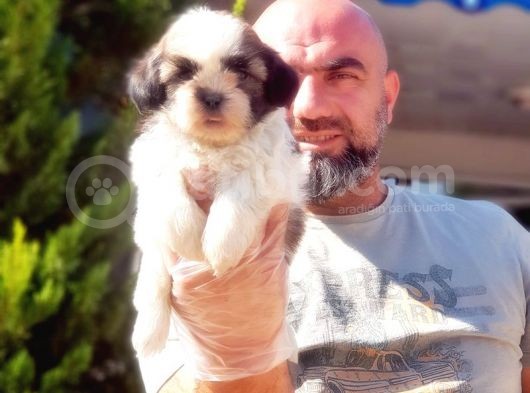 Shi̇h Tzu Yavrusu görsel