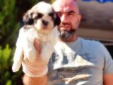 Shi̇h Tzu Yavrusu