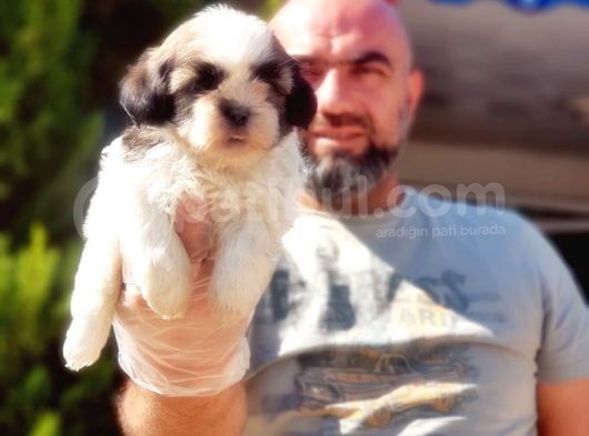 Shi̇h Tzu Yavrusu görsel