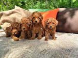 Poodle Toy Yavrularım