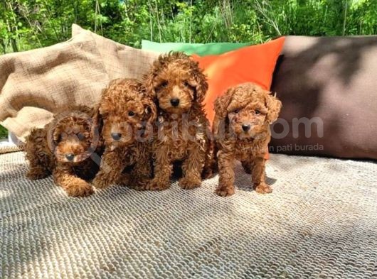 Poodle Toy Yavrularım görsel