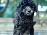 Si̇lver Toy Poodle Bebekler