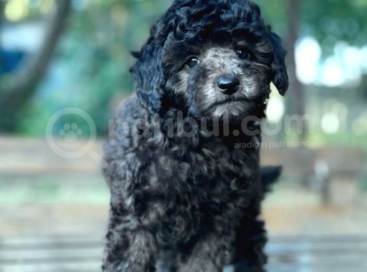 Si̇lver Toy Poodle Bebekler görsel