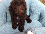 Choklate Poodle Toy Yavrular